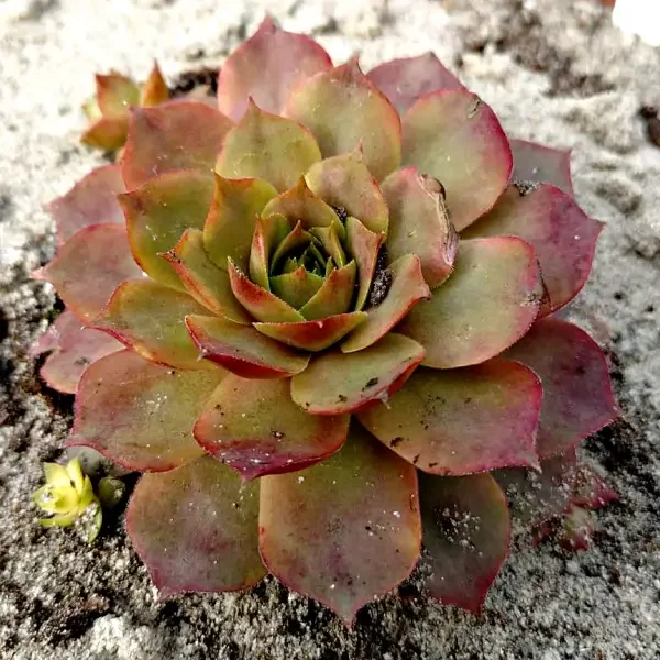 https://www.novenyimado.hu/wp-content/uploads/2025/03/78w-600x600.webp