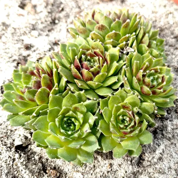 https://www.novenyimado.hu/wp-content/uploads/2025/03/79w-600x600.webp