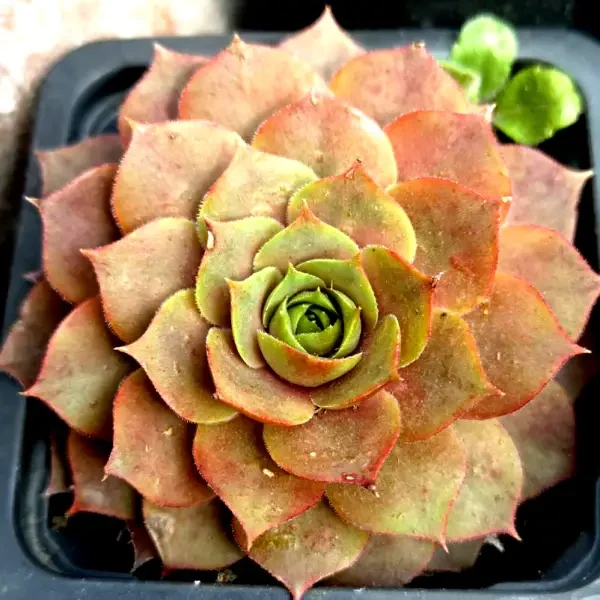 https://www.novenyimado.hu/wp-content/uploads/2025/03/80w-600x600.webp