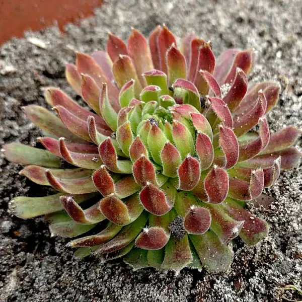 https://www.novenyimado.hu/wp-content/uploads/2025/03/81-ujw-600x600.webp