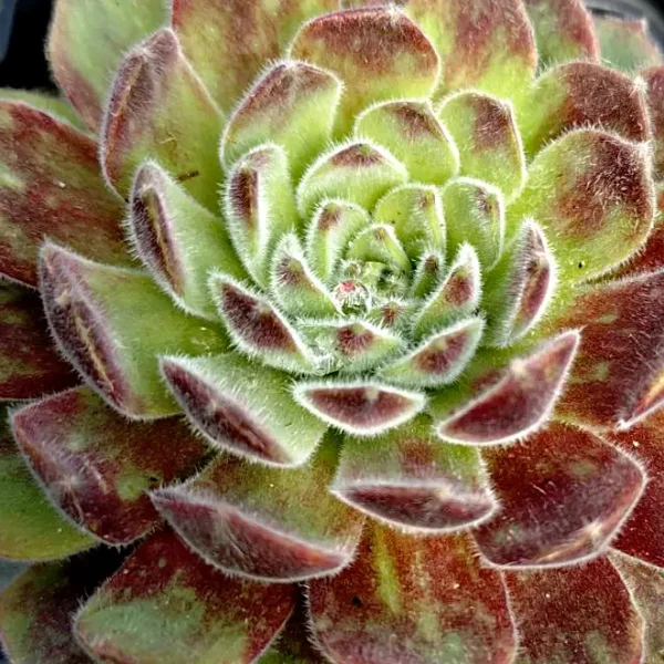 https://www.novenyimado.hu/wp-content/uploads/2025/03/82-ujw-600x600.webp