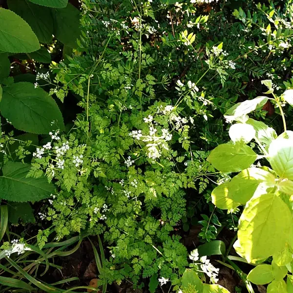 https://www.novenyimado.hu/wp-content/uploads/2026/02/Anthriscus-cerefolium-600x600.webp