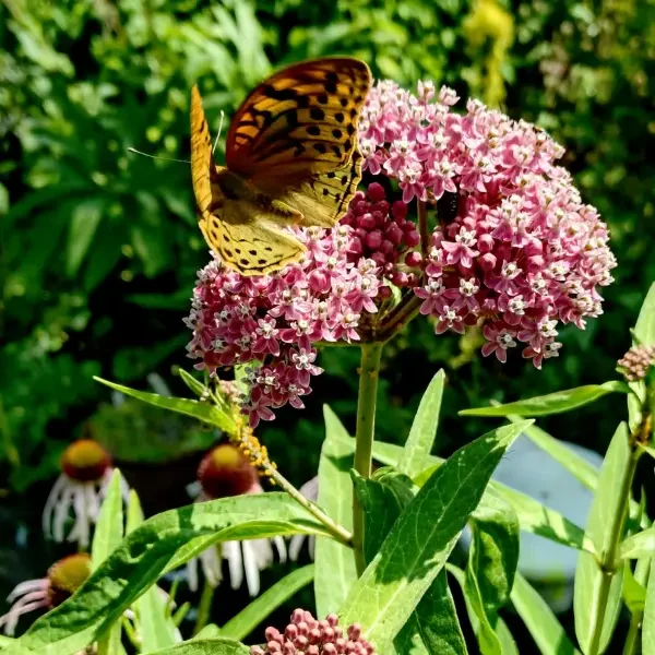 https://www.novenyimado.hu/wp-content/uploads/2026/02/Asclepias-incarnata-Cinderella-600x600.webp