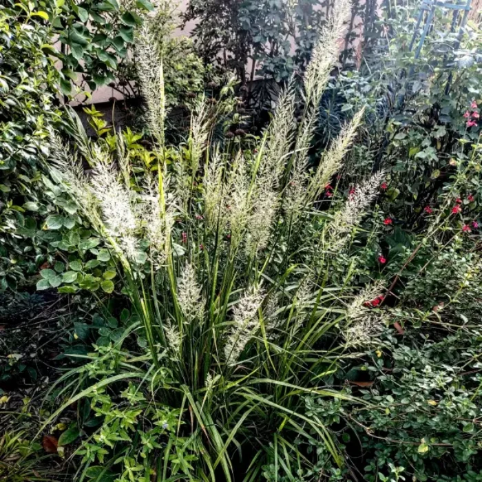 https://www.novenyimado.hu/wp-content/uploads/2026/02/Calamagrostis-brachytricha-700x700.webp