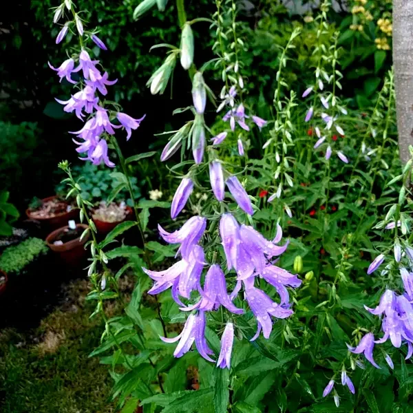 https://www.novenyimado.hu/wp-content/uploads/2026/02/Campanula-latifolia-600x600.webp