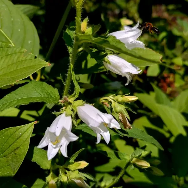 https://www.novenyimado.hu/wp-content/uploads/2026/02/Campanula-latifolia-alba-600x600.webp