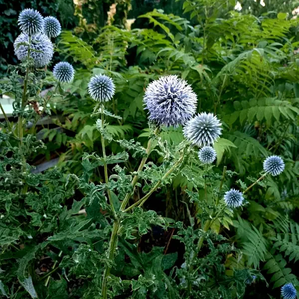 https://www.novenyimado.hu/wp-content/uploads/2026/02/Echinops-600x600.webp