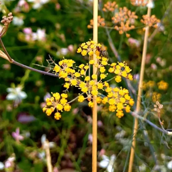 https://www.novenyimado.hu/wp-content/uploads/2026/02/Foeniculum-vulgare-Rubrum-600x600.webp