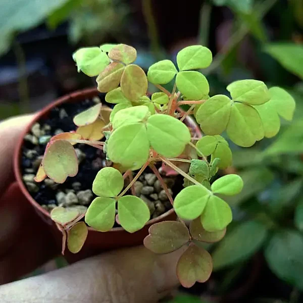 https://www.novenyimado.hu/wp-content/uploads/2026/02/Oxalis-chopper-glow-600x600.webp