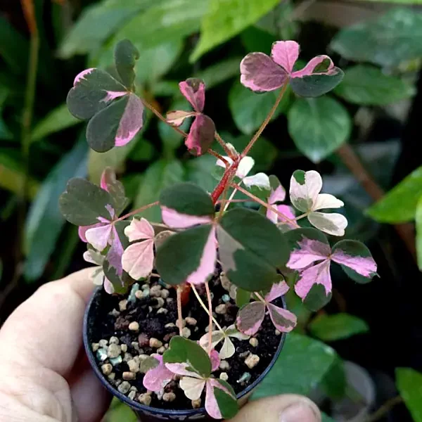 https://www.novenyimado.hu/wp-content/uploads/2026/02/Oxalis-crazy-plum-600x600.webp