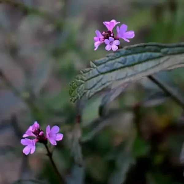 https://www.novenyimado.hu/wp-content/uploads/2026/02/Verbena-officinalis-var.-Grandiflora-Bampton-600x600.webp