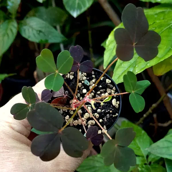 https://www.novenyimado.hu/wp-content/uploads/2026/02/oxalis-spiralis-600x600.webp