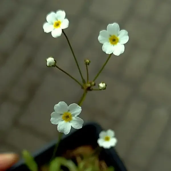 https://www.novenyimado.hu/wp-content/uploads/2026/03/Androsace-septentrionalis-600x600.webp