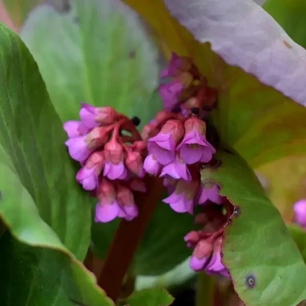 https://www.novenyimado.hu/wp-content/uploads/2026/03/Bergenia-cordifolia-Red-Beauty-600x600.webp