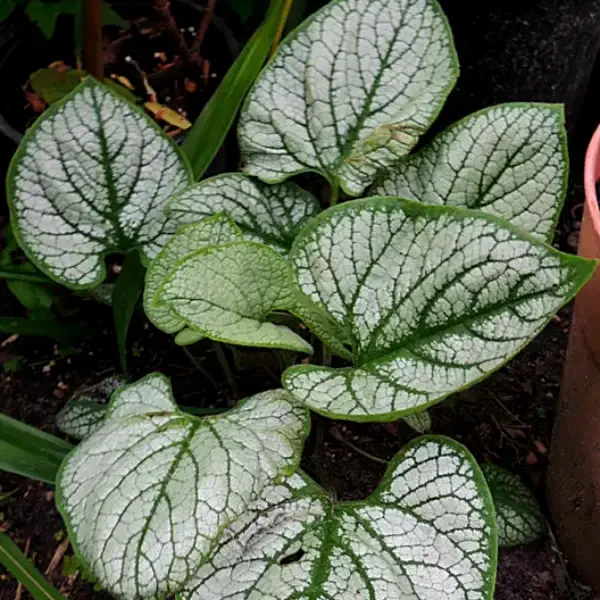 https://www.novenyimado.hu/wp-content/uploads/2026/03/Brunnera-macrophylla-‘Silver-Heart-600x600.webp