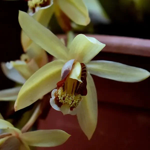 https://www.novenyimado.hu/wp-content/uploads/2026/03/Coelogyne-Massangeana-600x600.webp