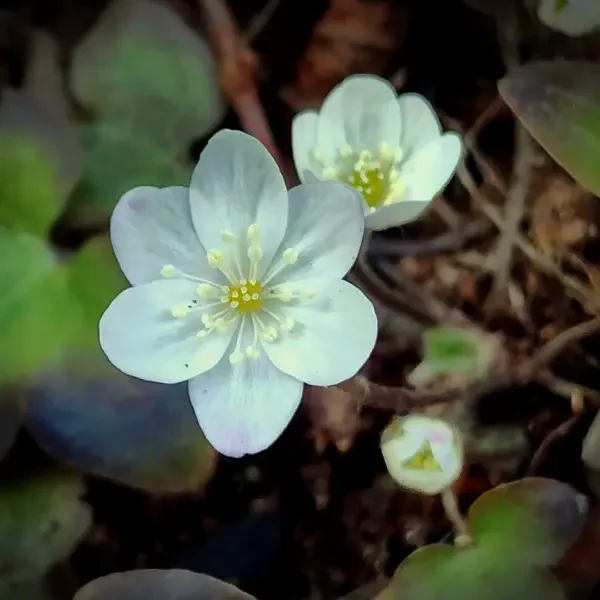 https://www.novenyimado.hu/wp-content/uploads/2026/03/Hepatica-acutiloba-600x600.webp