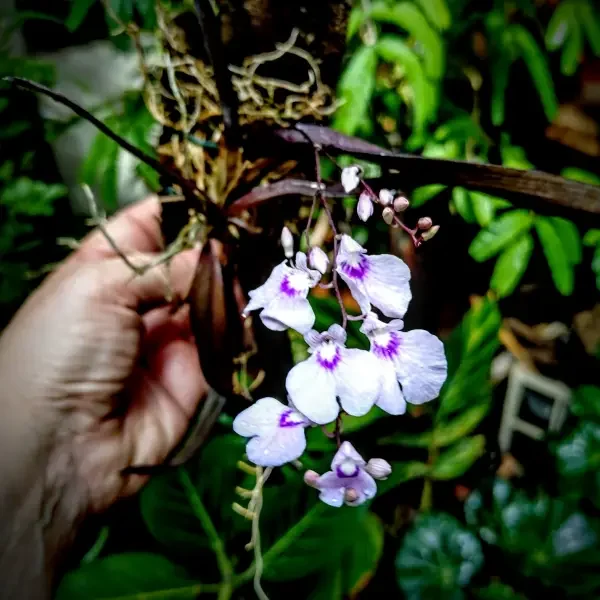 https://www.novenyimado.hu/wp-content/uploads/2026/03/Ionopsis-utricularioides-600x600.webp