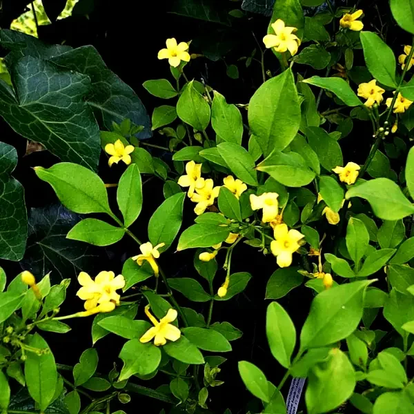 https://www.novenyimado.hu/wp-content/uploads/2026/03/Jasminum-humile-600x600.webp