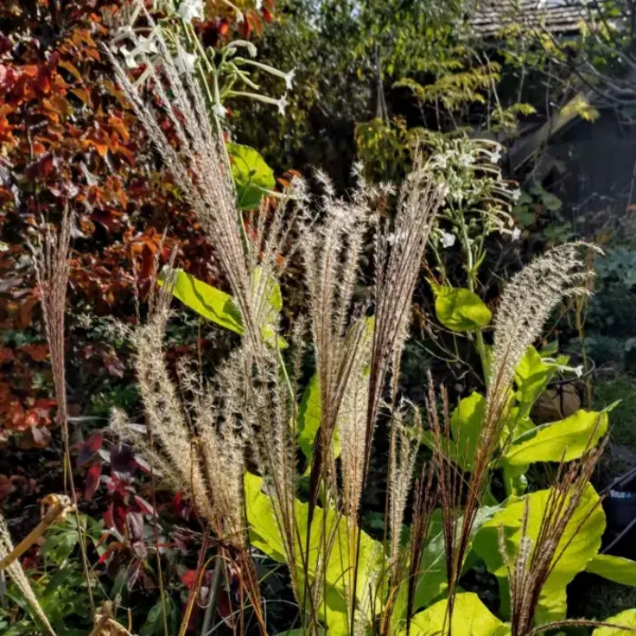 https://www.novenyimado.hu/wp-content/uploads/2026/03/Miscanthus-Silver-Charm-700x700.webp