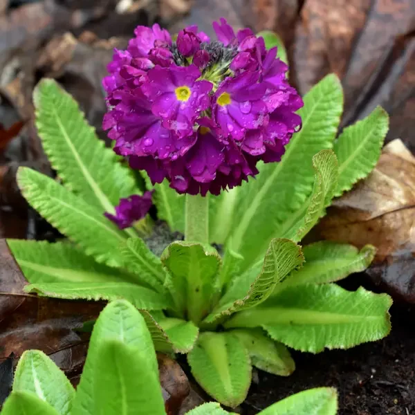 https://www.novenyimado.hu/wp-content/uploads/2026/03/Primula-Rubin-Selection-600x600.webp