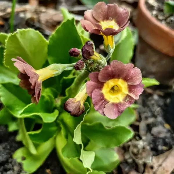 https://www.novenyimado.hu/wp-content/uploads/2026/03/Primula-pubescens-600x600.webp