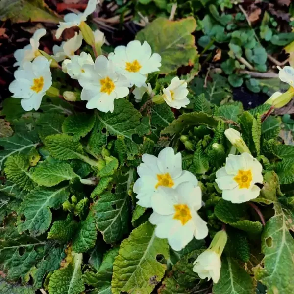 https://www.novenyimado.hu/wp-content/uploads/2026/03/Primula-vulgaris-600x600.webp