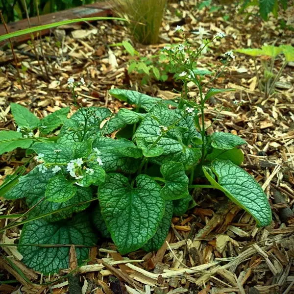 https://www.novenyimado.hu/wp-content/uploads/2026/04/Brunnera-macrophylla-Mr.-Morse-600x600.webp