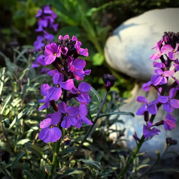 https://www.novenyimado.hu/wp-content/uploads/2026/04/Erysimum-linfolium-Super-bowl-compact-purple-600x600.webp