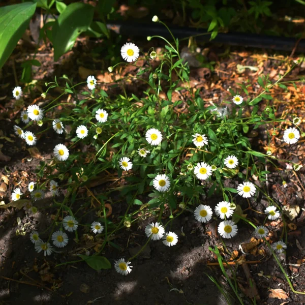 https://www.novenyimado.hu/wp-content/uploads/2026/05/Erigeron-karvinskianus-Blutenmeer-scaled-600x600.webp