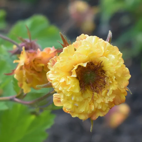 https://www.novenyimado.hu/wp-content/uploads/2026/05/Geum-cocc.-CanCan-600x600.webp