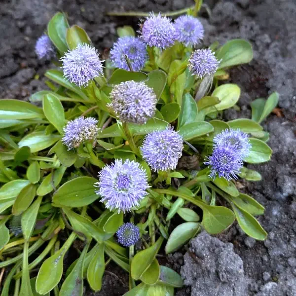 https://www.novenyimado.hu/wp-content/uploads/2026/05/Globularia-nudicaulis-600x600.webp