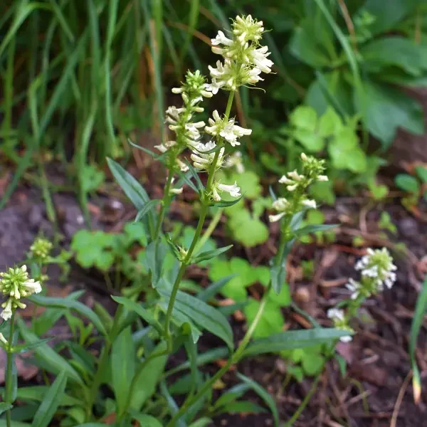 https://www.novenyimado.hu/wp-content/uploads/2026/05/PENSTEMON-confertus-600x600.webp