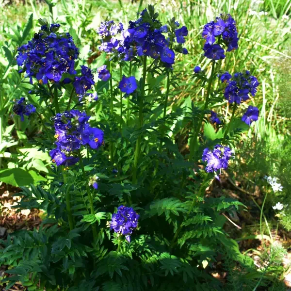 https://www.novenyimado.hu/wp-content/uploads/2026/05/Polemonium-Heaven-Scent-600x600.webp