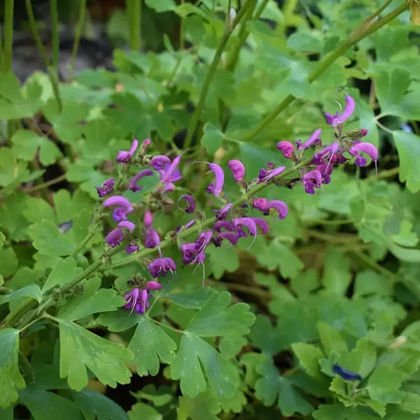 https://www.novenyimado.hu/wp-content/uploads/2026/05/SALVIA-pratensis-Ballett-Serie-Sweet-Esmeralda-600x600.webp