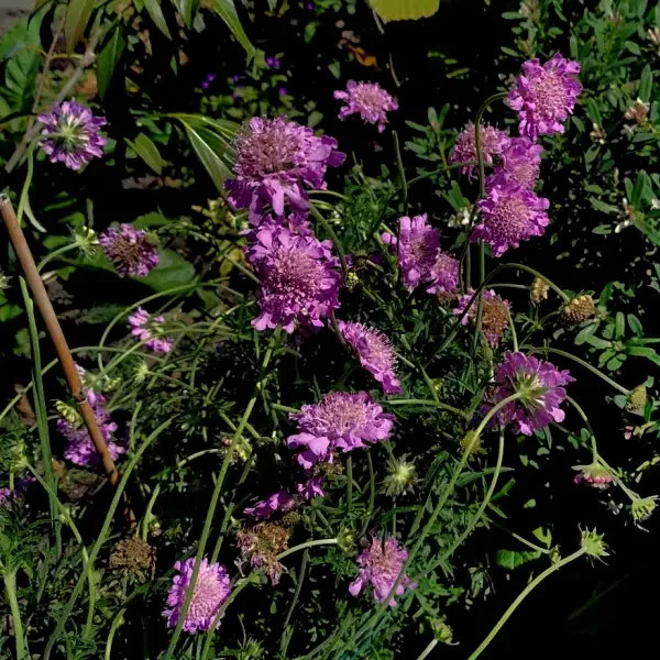 https://www.novenyimado.hu/wp-content/uploads/2026/05/Scabiosa-Columbaria-Pink-Mist-600x600.webp