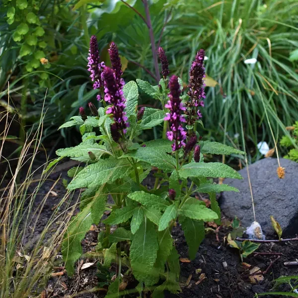 https://www.novenyimado.hu/wp-content/uploads/2026/05/salvia-nemorosa-new-dimension-rose-600x600.webp
