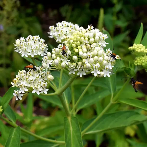 https://www.novenyimado.hu/wp-content/uploads/2026/06/Asclepias-incarnata-Ice-Ballet-600x600.webp