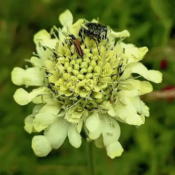 https://www.novenyimado.hu/wp-content/uploads/2026/06/Cephalaria-gigantea-600x600.webp
