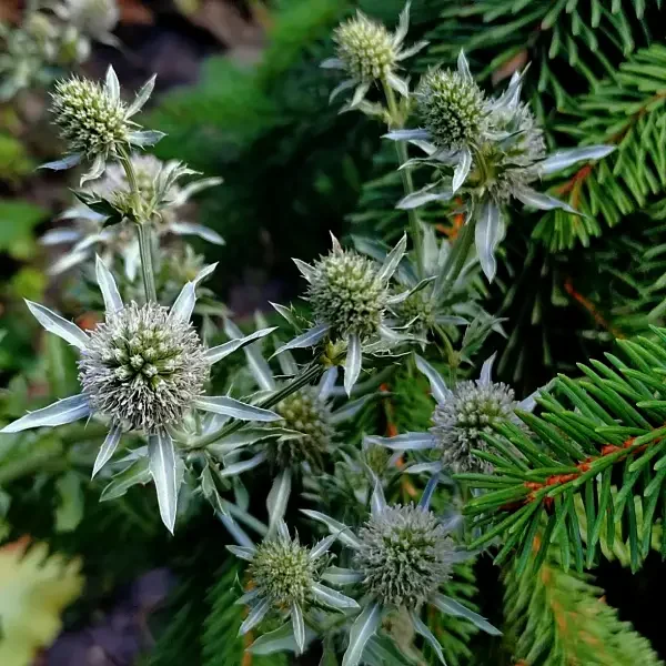 https://www.novenyimado.hu/wp-content/uploads/2026/06/Echinops-silver-tarantino-600x600.webp