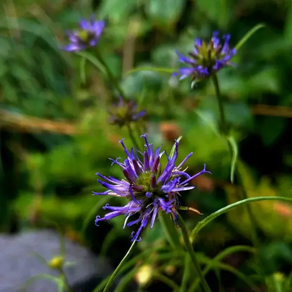 https://www.novenyimado.hu/wp-content/uploads/2026/06/Phytema-600x600.webp
