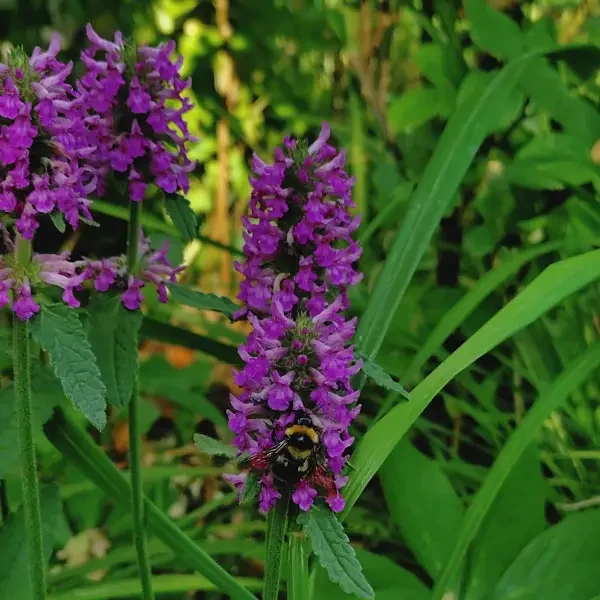 https://www.novenyimado.hu/wp-content/uploads/2026/06/stachys-summer-romance-600x600.webp