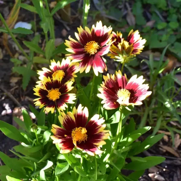 https://www.novenyimado.hu/wp-content/uploads/2026/07/Coreopsis-grandiflora-Solar-Fancy-600x600.webp