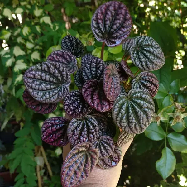 https://www.novenyimado.hu/wp-content/uploads/2026/07/Peperomia-caperata-Lucinda-600x600.webp