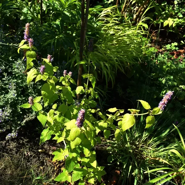 https://www.novenyimado.hu/wp-content/uploads/2026/08/Agastache-rugosa-Golden-Jubilee-600x600.webp