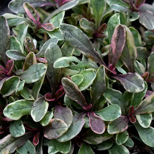 https://www.novenyimado.hu/wp-content/uploads/2026/08/Ajuga-princess-Nadja-600x600.webp