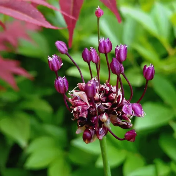 https://www.novenyimado.hu/wp-content/uploads/2026/08/Allium-scorodoprasum-Art-600x600.webp