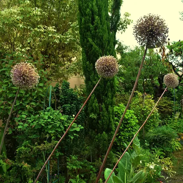 https://www.novenyimado.hu/wp-content/uploads/2026/08/Allium-summer-drummer-600x600.webp