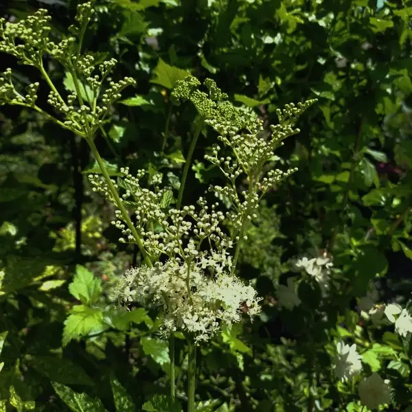 https://www.novenyimado.hu/wp-content/uploads/2026/08/Filipendula-ulmaria-600x600.webp