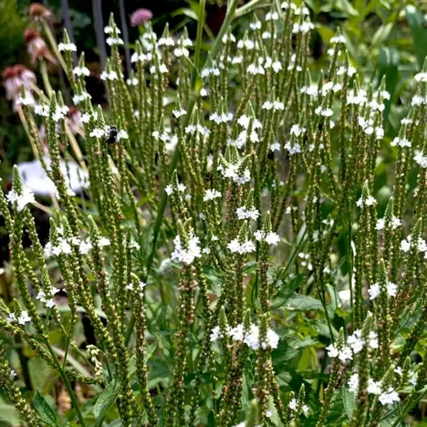 Talinum paniculatum